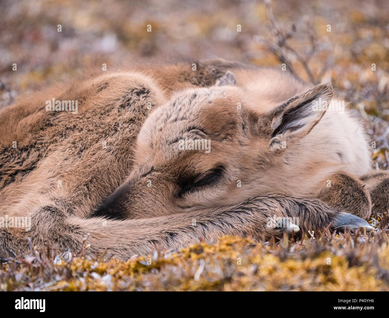 Caribou (Rangifer tarandus) newborn calf, of the porcupine herd, sleeping, Arctic National Wildlife Refuge, Alaska Stock Photo