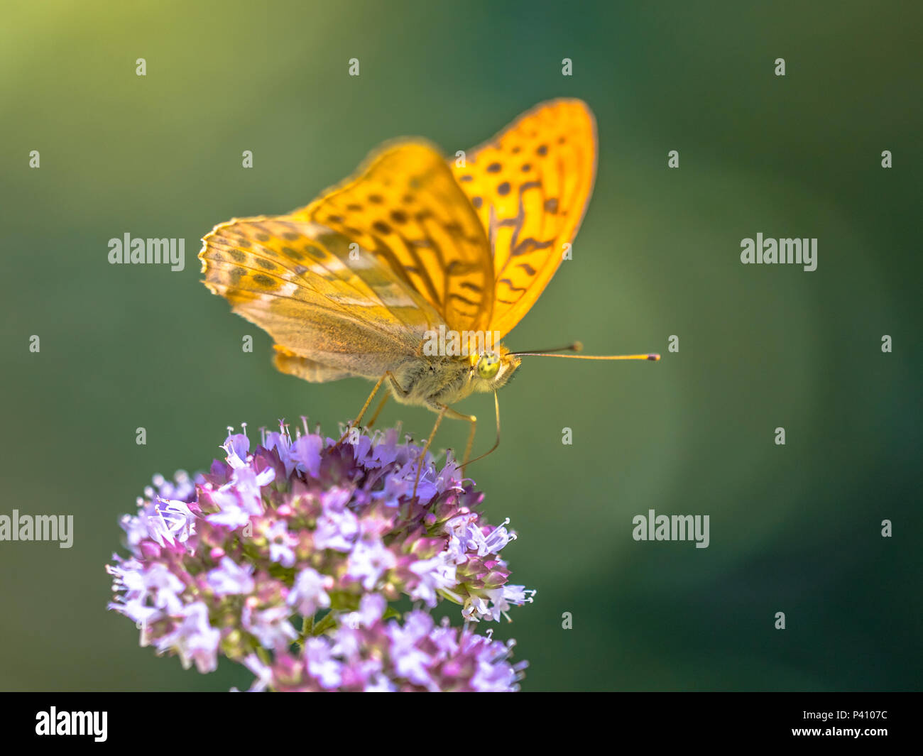 Silver-washed fritillary (Argynnis paphia) is a common and variable butterfly found over much of the Palaearctic ecozone. Perched on flower of Oregano Stock Photo
