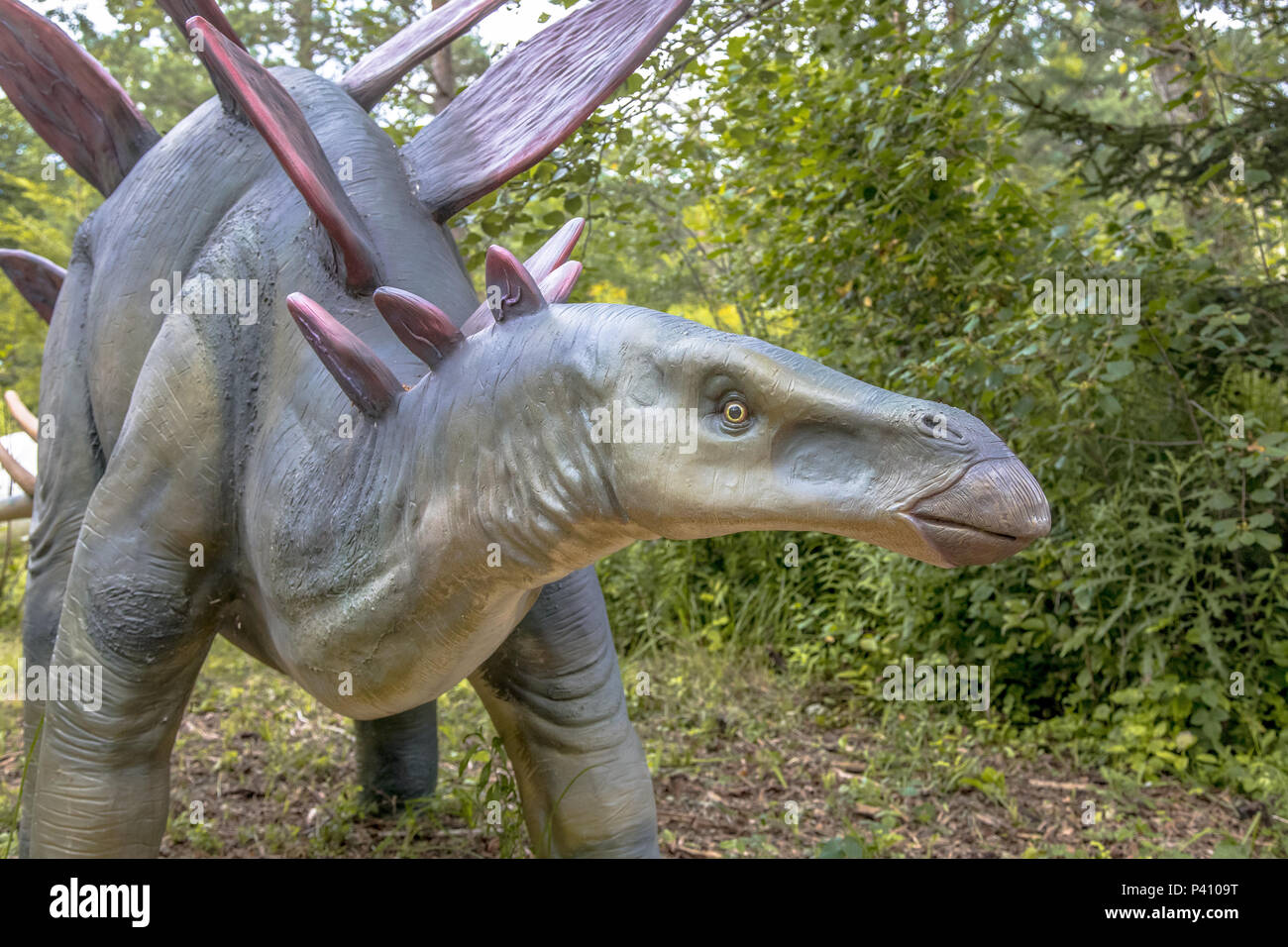 Stegosaurus is a genus of thyreophoran dinosaur Stock Photo