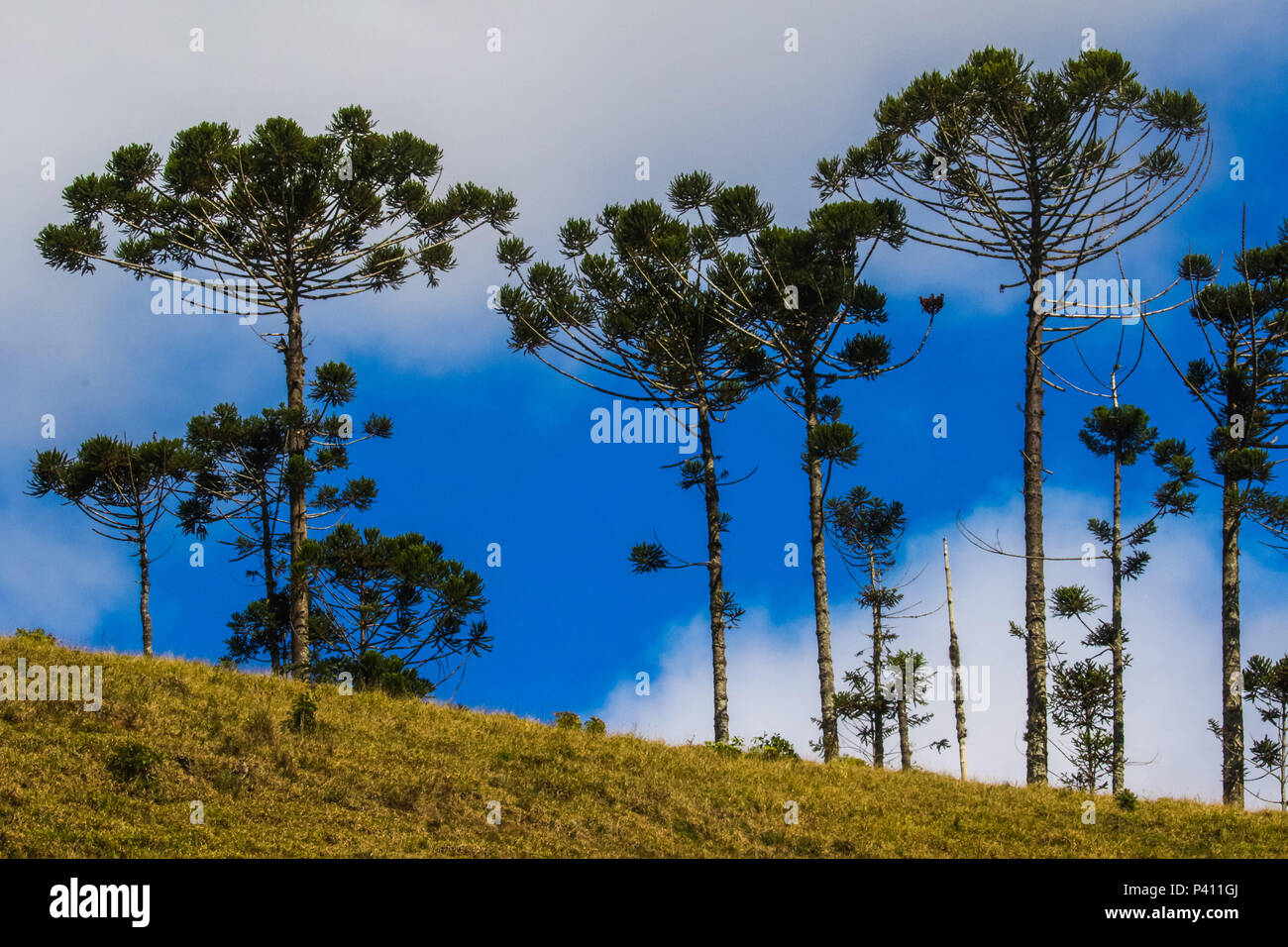 E Angustifolia High Resolution Stock Photography And Images Alamy