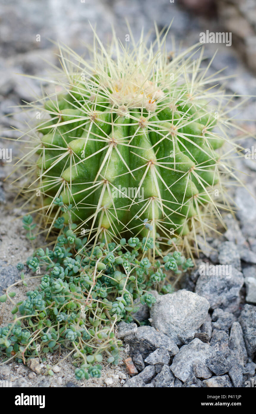 Bright Parodia schumanniana cactus in stony ground Stock Photo