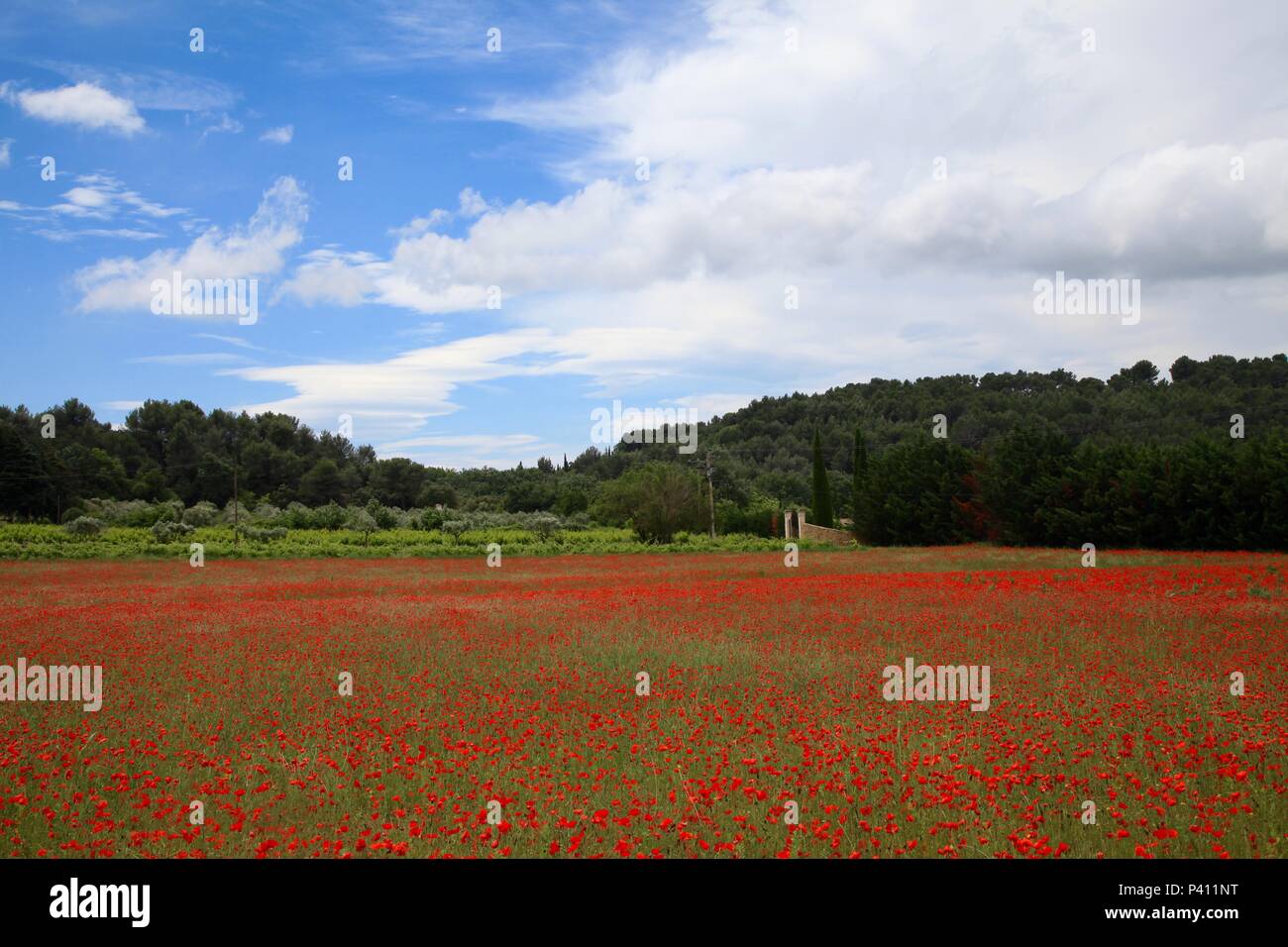 Poppies fields france hi-res stock photography and images - Alamy