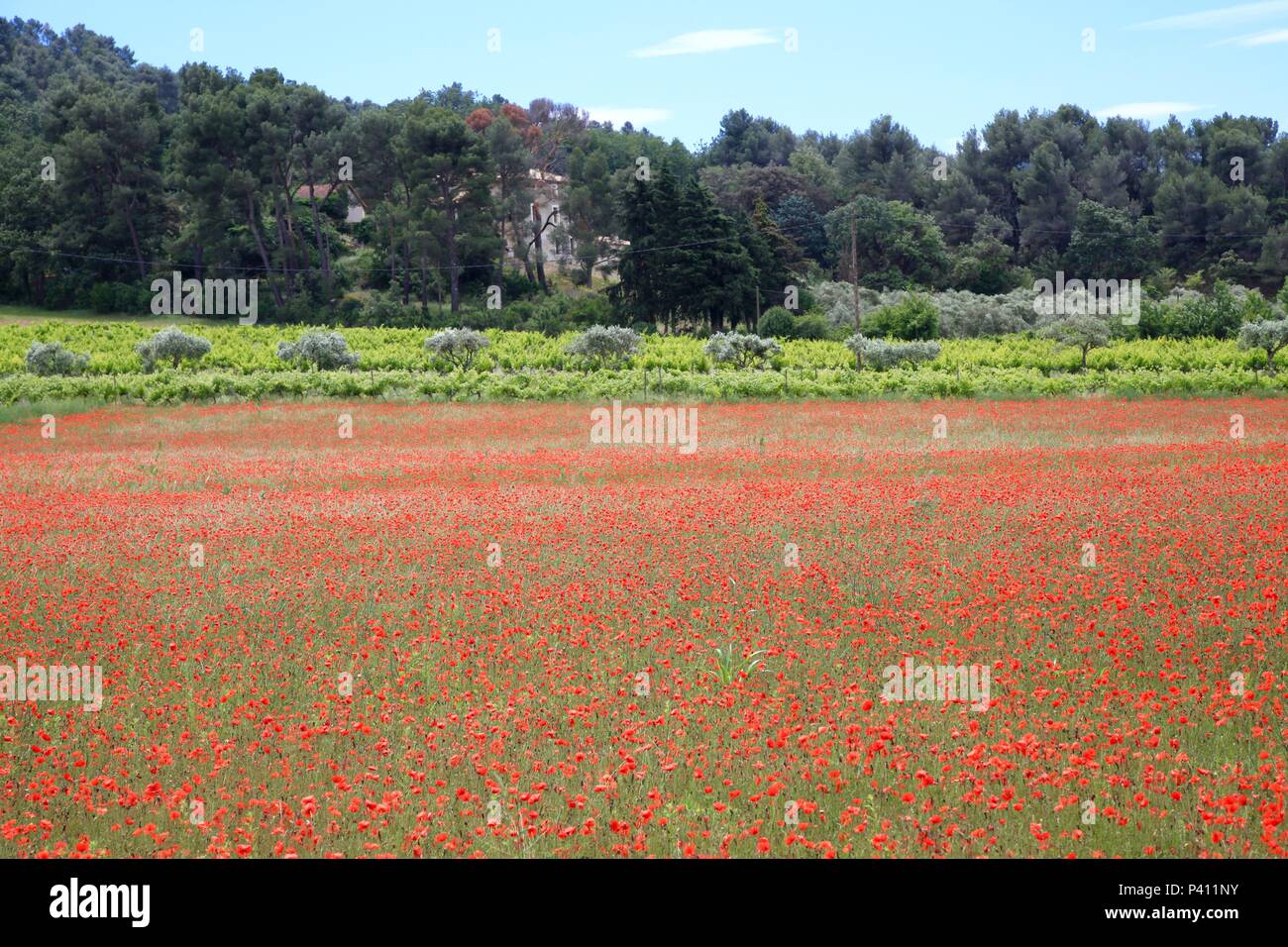 Poppies Fields France High Resolution Stock Photography and Images - Alamy