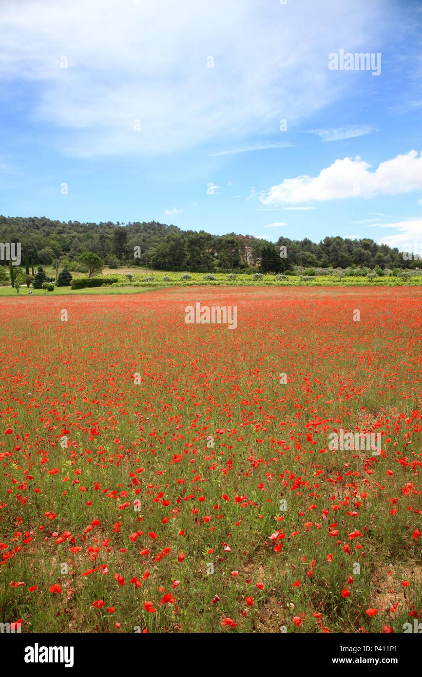 Poppies Fields France High Resolution Stock Photography and Images - Alamy