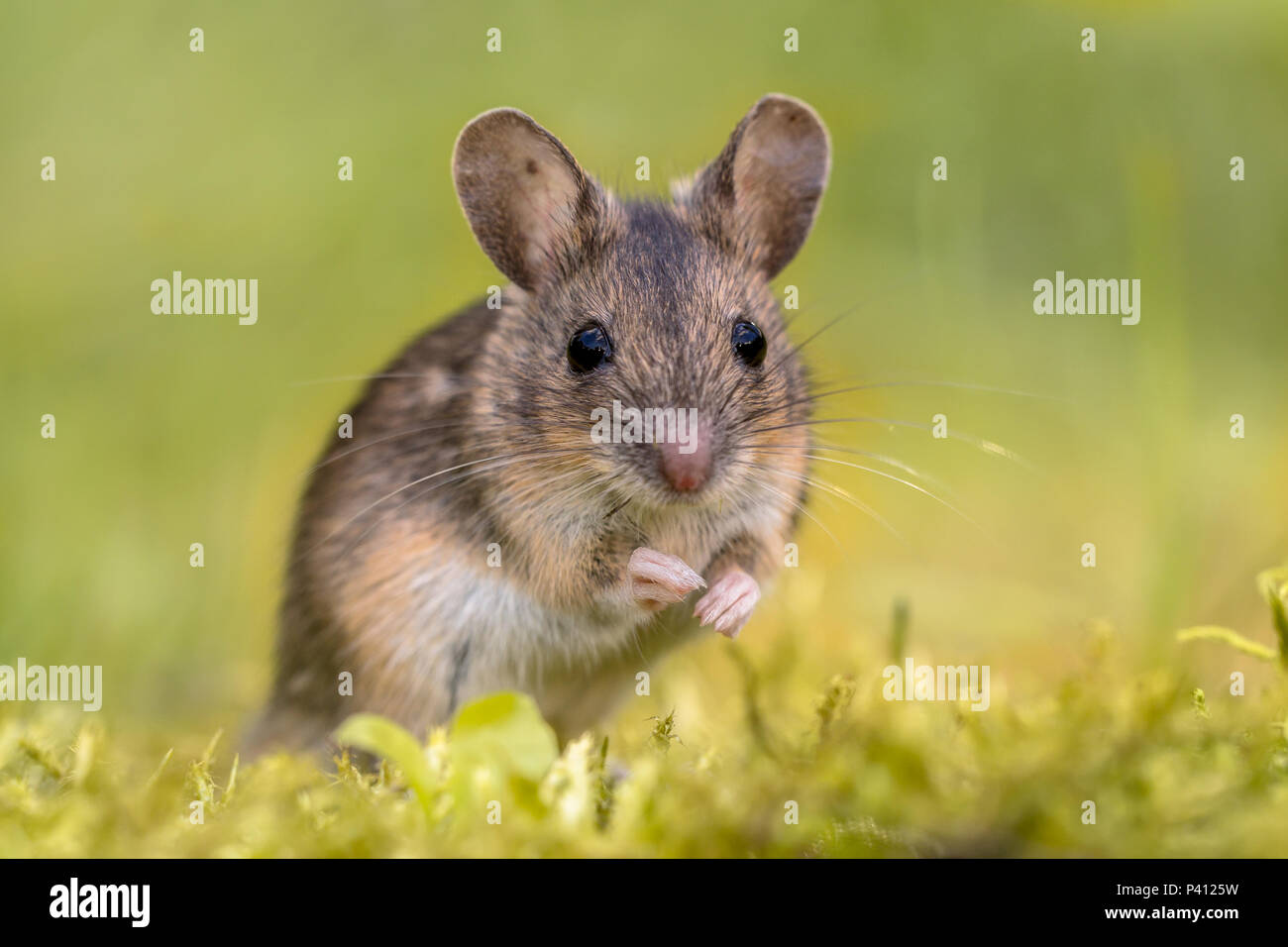 Adorable Wood mouse (Apodemus sylvaticus) on natural  green moss background and looking in the camera Stock Photo