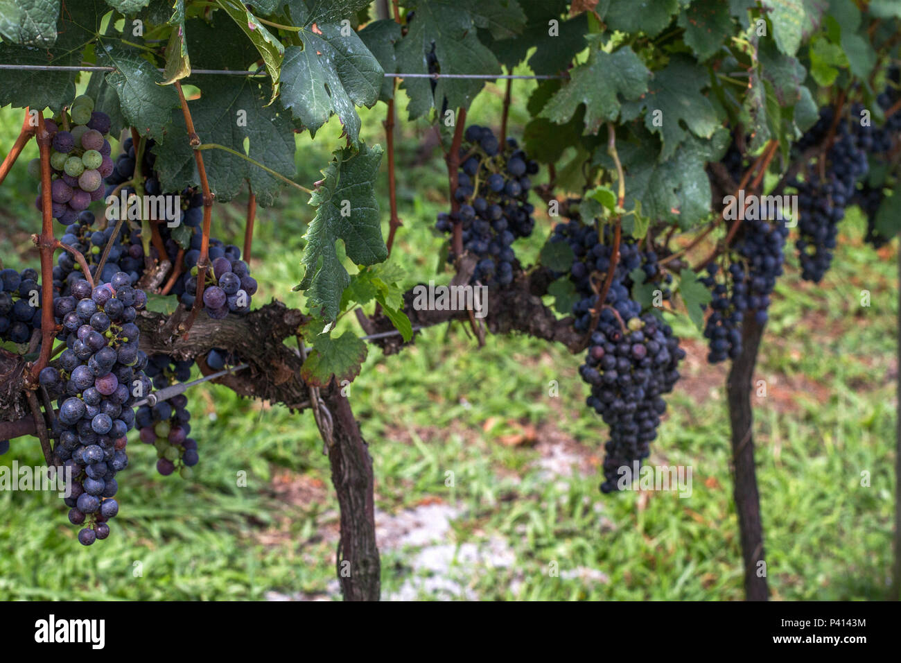 Plantacao de uvas hi-res stock photography and images - Alamy
