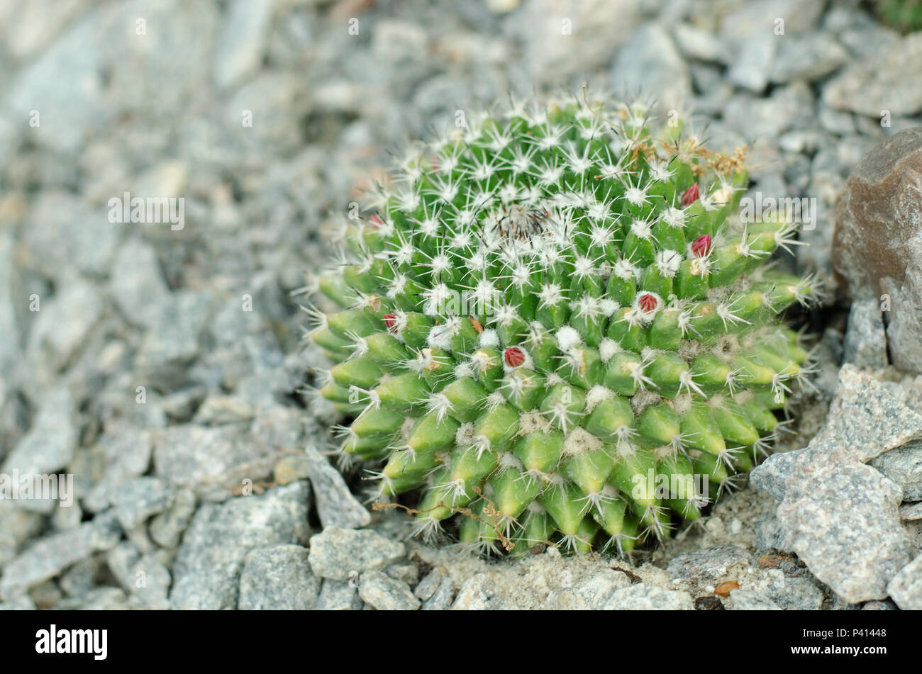 Bright Parodia schumanniana cactus in stony ground Stock Photo