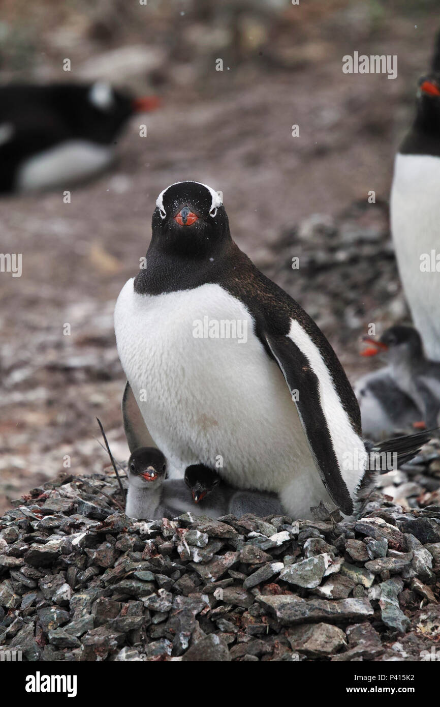 Gentoo Penguin (Pygoscelis papua) parent at nest with chicks, Antarctic Peninsula, Antarctica Stock Photo