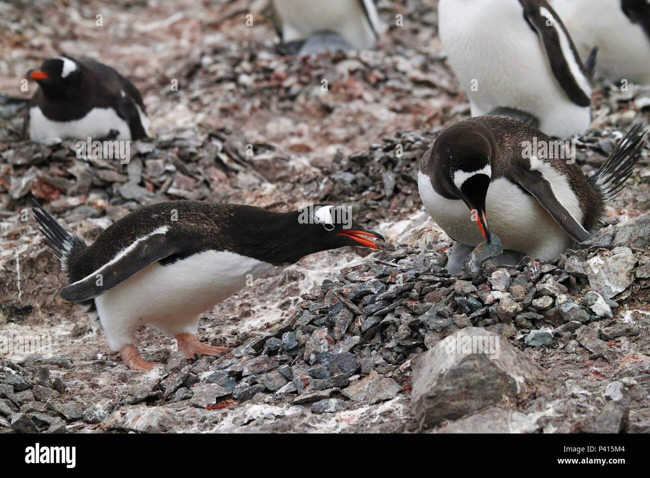 Gentoo Penguin (Pygoscelis papua) parents repairing nest, Antarctic Peninsula, Antarctica Stock Photo
