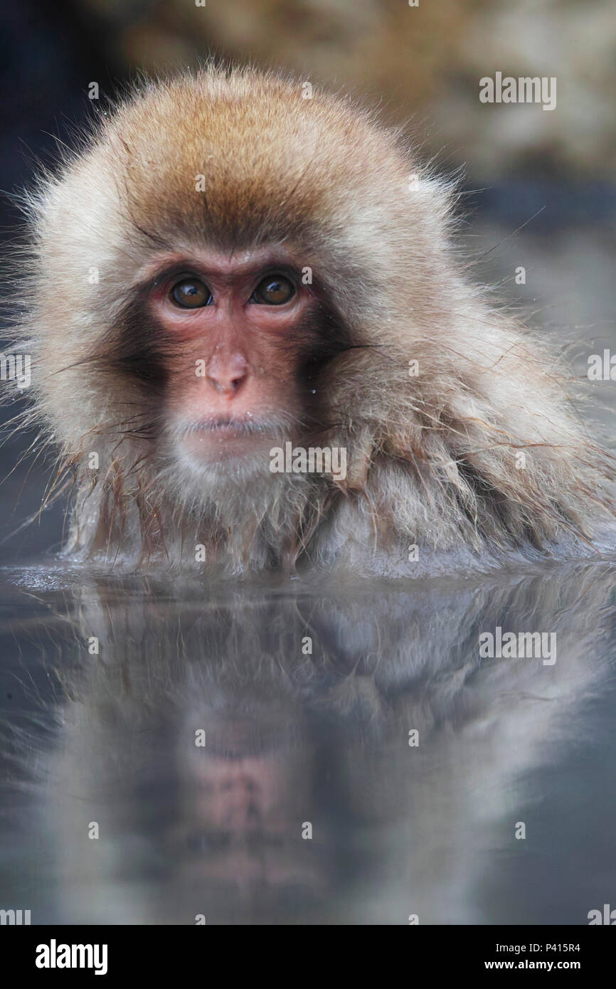 Japanese Macaque (Macaca fuscata) juvenile in hot spring, Jigokudani, Nagano, Japan Stock Photo