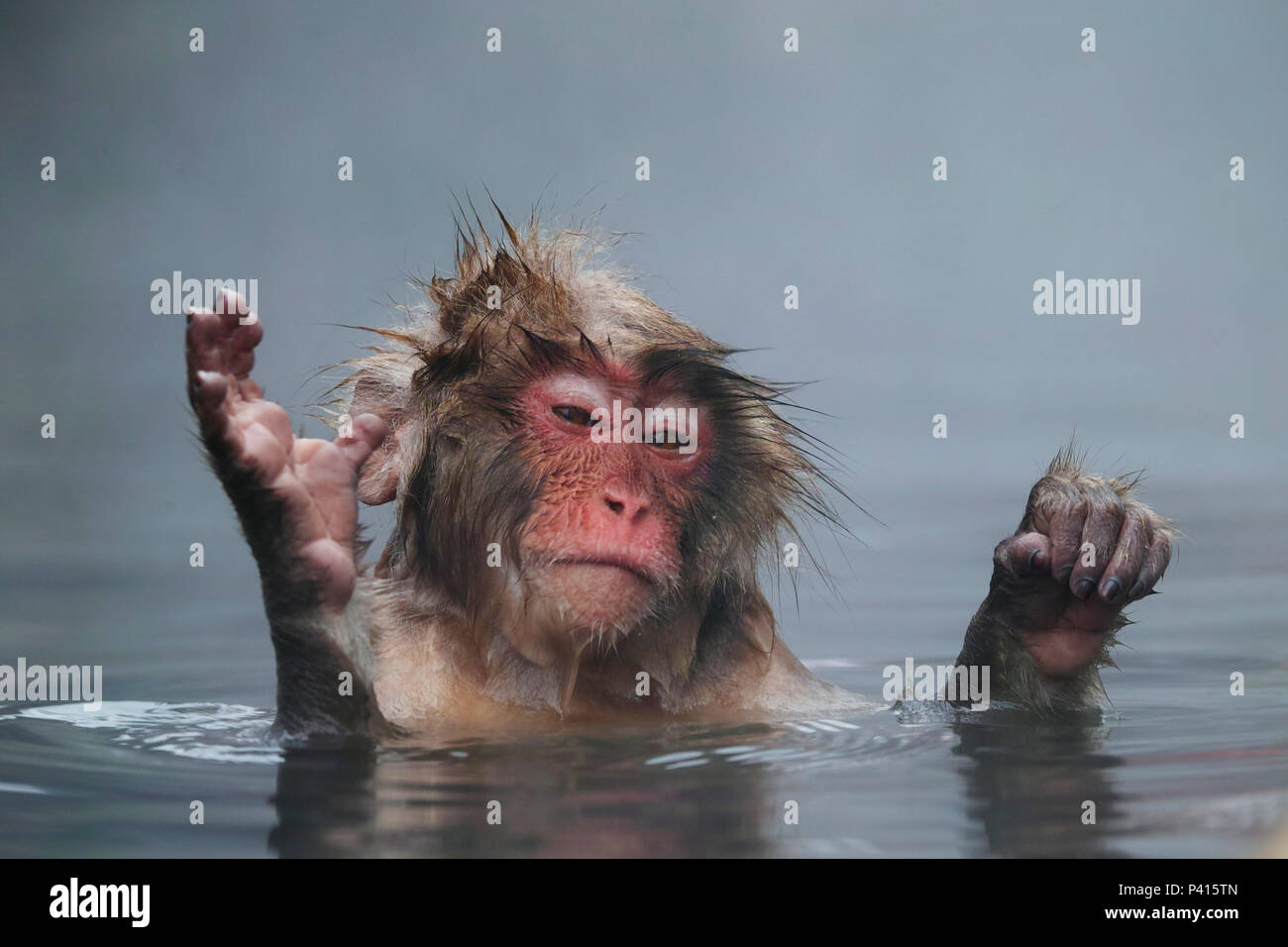 Japanese Macaque (Macaca fuscata) juvenile raising hands out of hot spring, Jigokudani, Nagano, Japan Stock Photo
