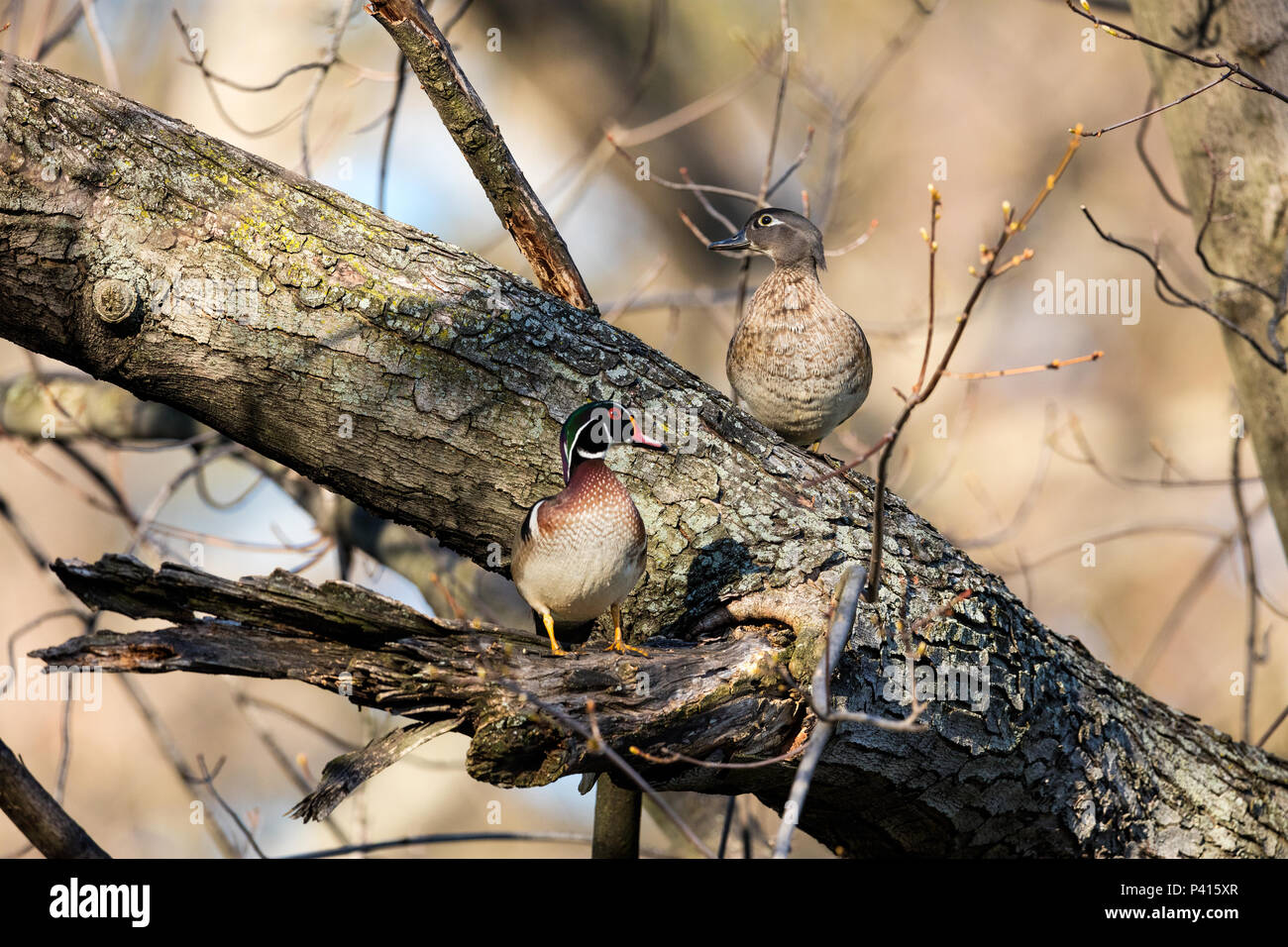 Pair of adult Wood Ducks perched on a tree Stock Photo