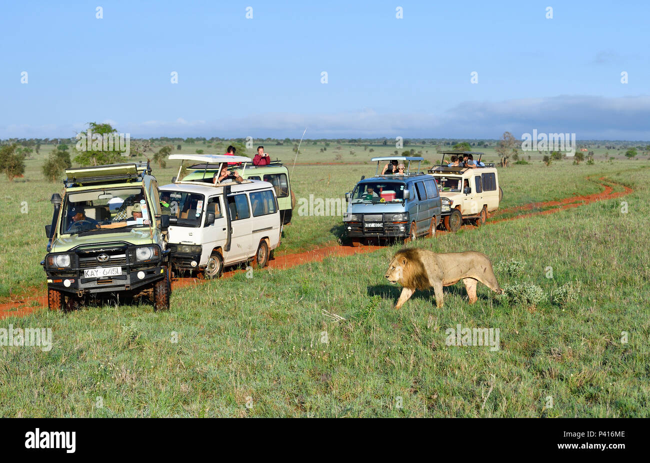 African Lion (Panthera leo) male and safari vehicles, Tsavo East National Park, Kenya Stock Photo