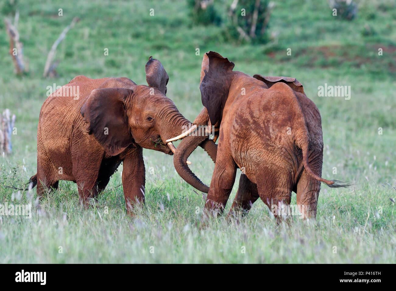 African Elephant (Loxodonta africana) sub-adult males fighting, Tsavo ...