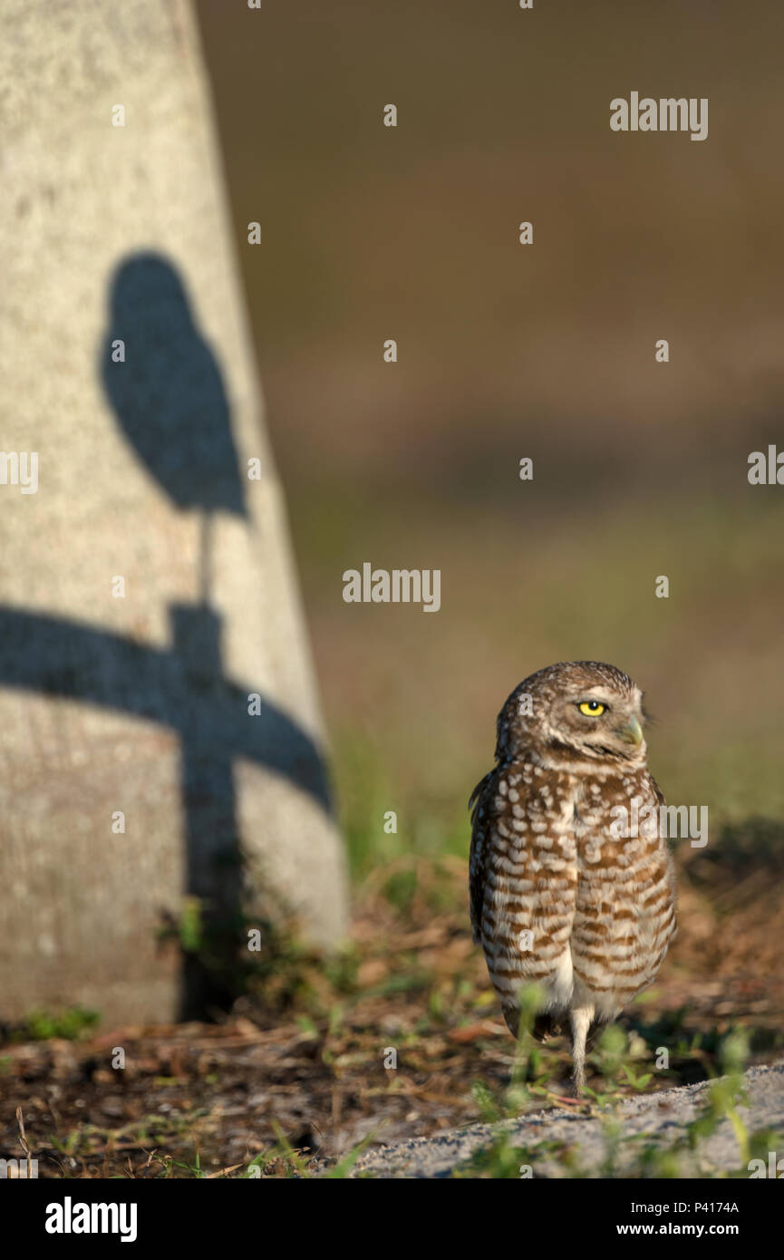 Burrowing Owl sitting next to a rock with shadow of another on cross perch. Stock Photo
