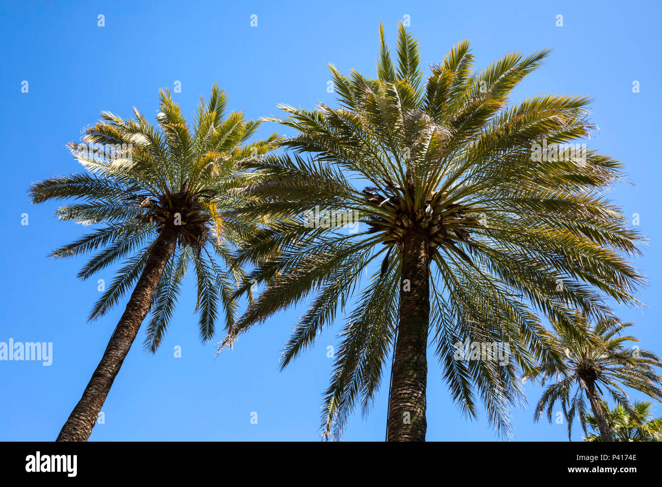 Arecales Palm tree fronds against a cloudless blue sky. Stock Photo