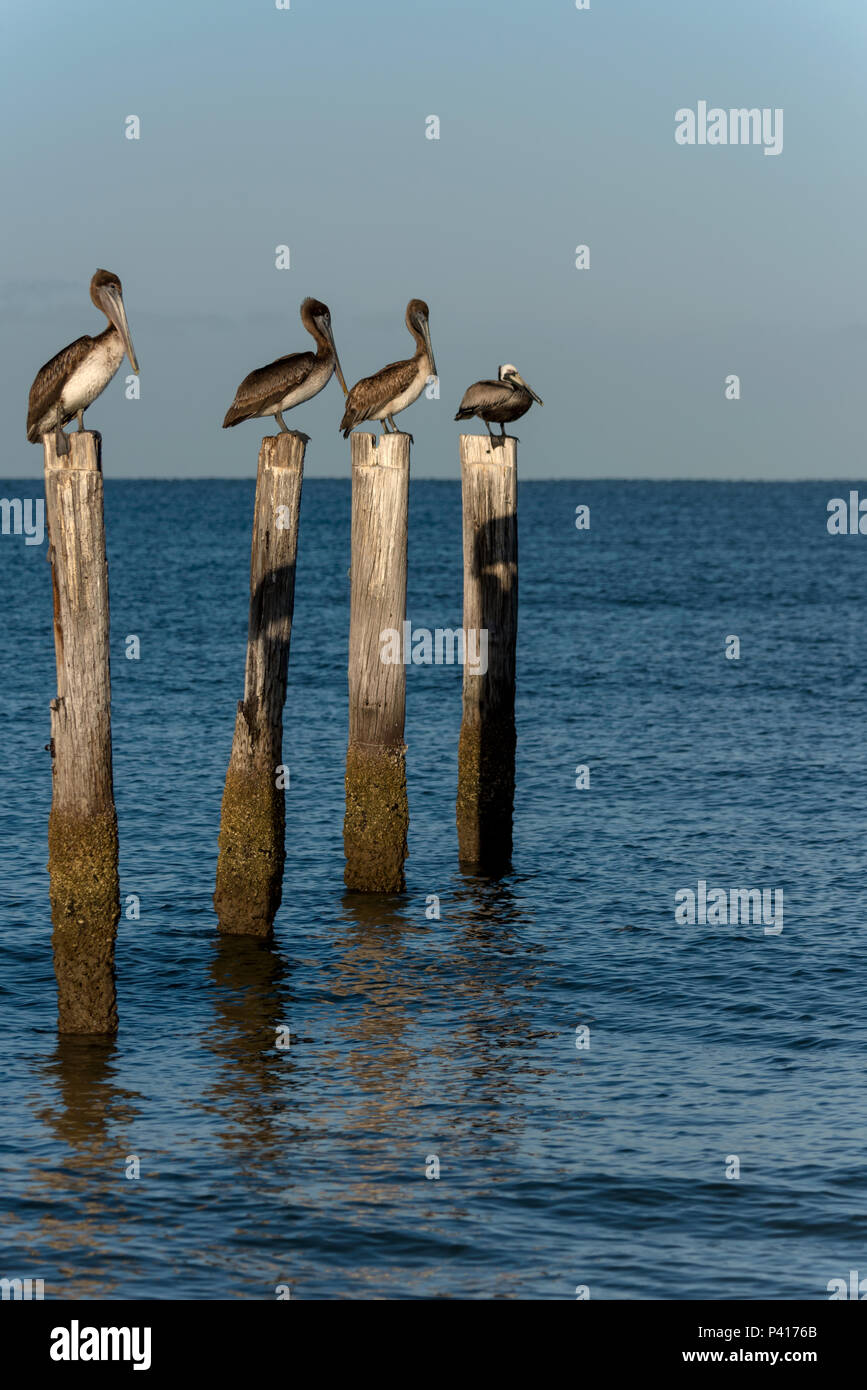 Four Brown Pelicans perched on pilings in the ocean Stock Photo
