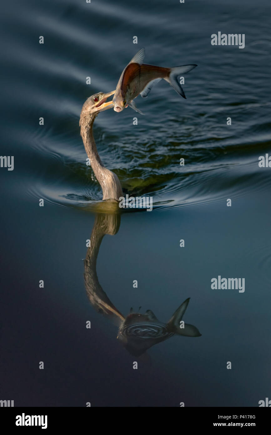 An anhinga with reflection swimming in the water carrying a huge fish. Stock Photo