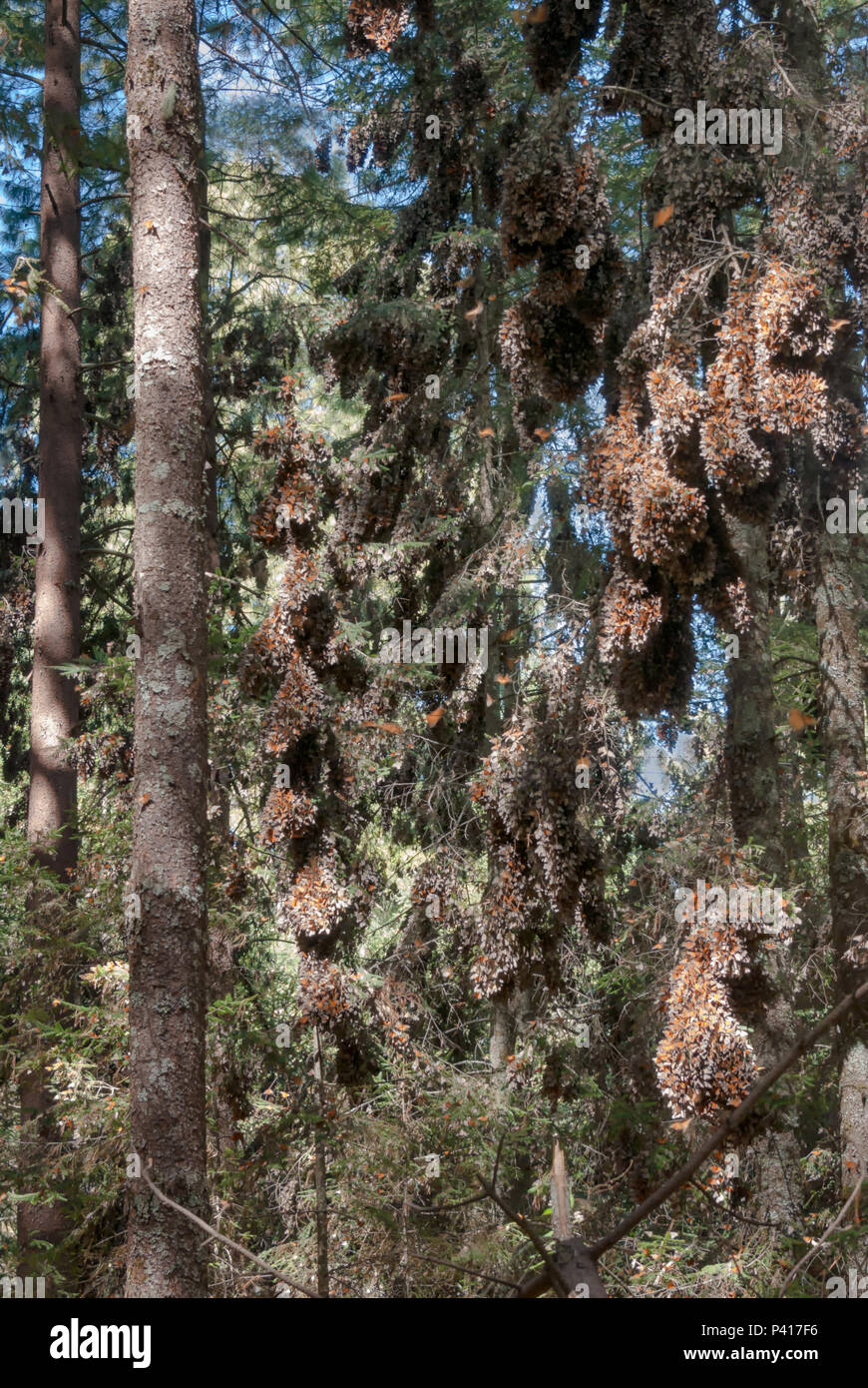 Monarch Butterflies clinging to branches in the forests of Mexico while over-wintering. Stock Photo