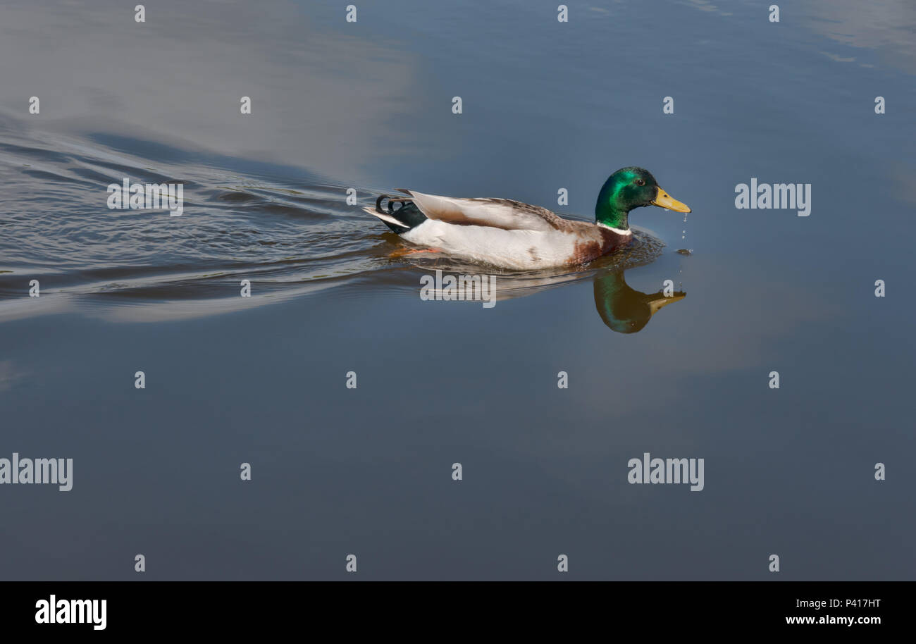 Mallard duck making a trail in peaceful waters Stock Photo