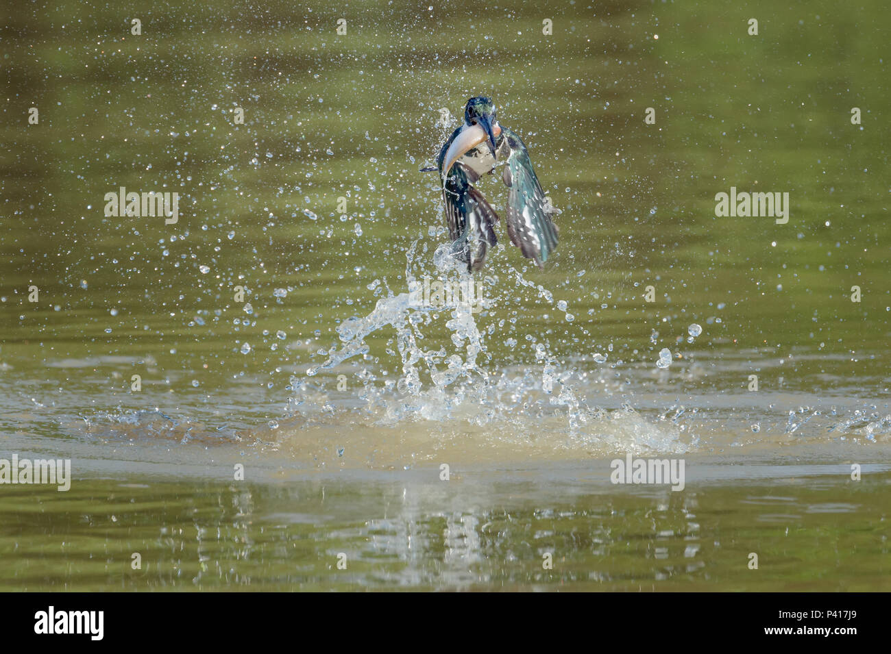 Kingfisher with fish coming out of the water in the Pantanal Stock Photo