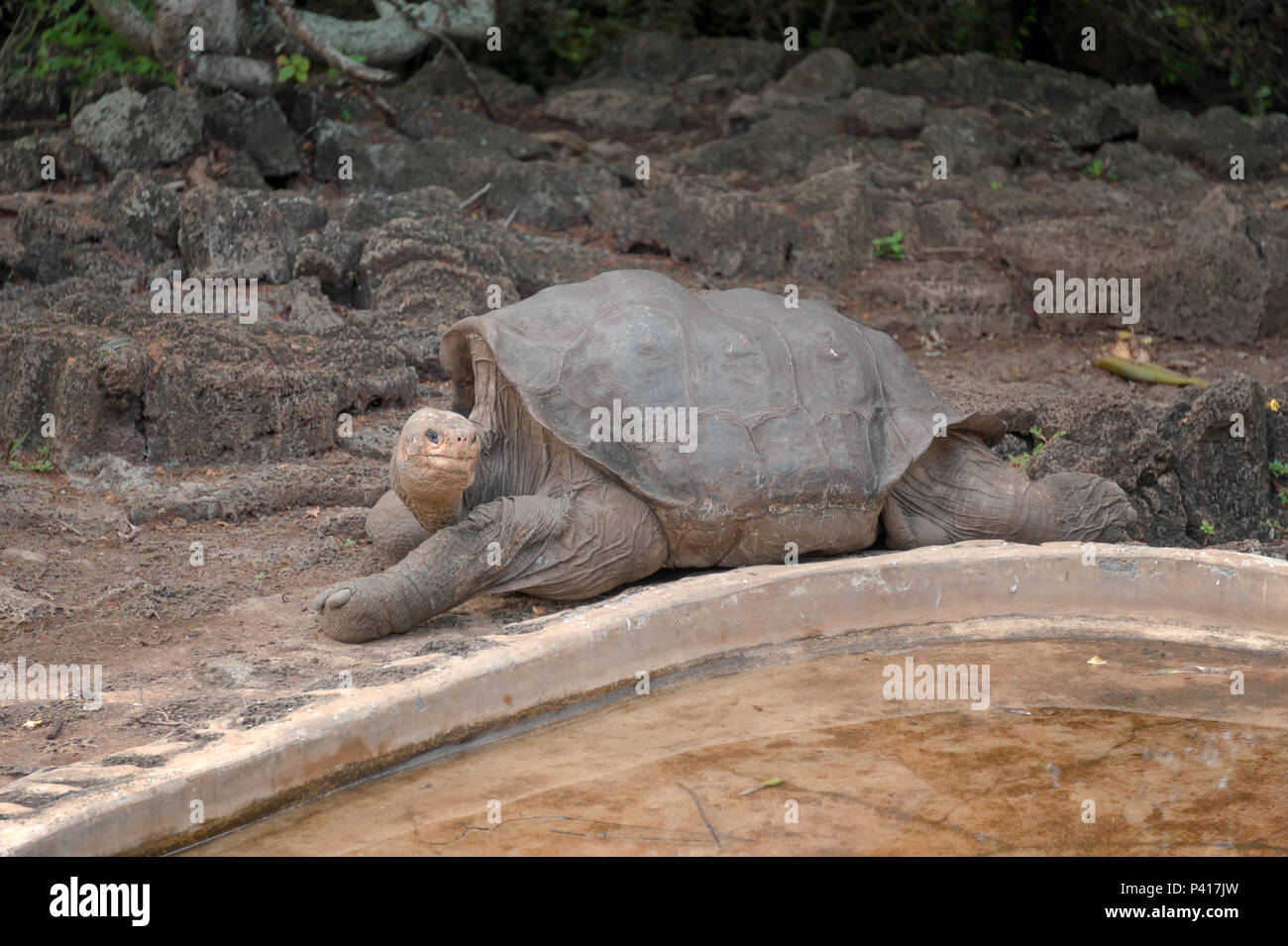 Lonesome George in his corral at the Galapagos Breeding and Rearing Center. Stock Photo