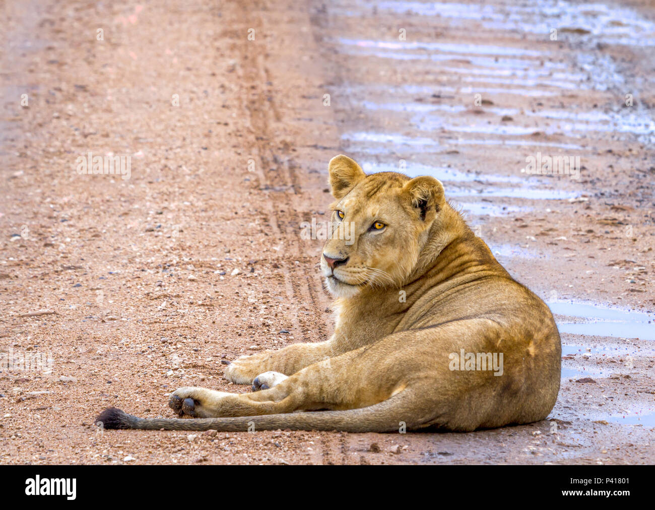 Young male lion (Panthera leo) resting on the road after a rain storm in the Serengeti. Stock Photo