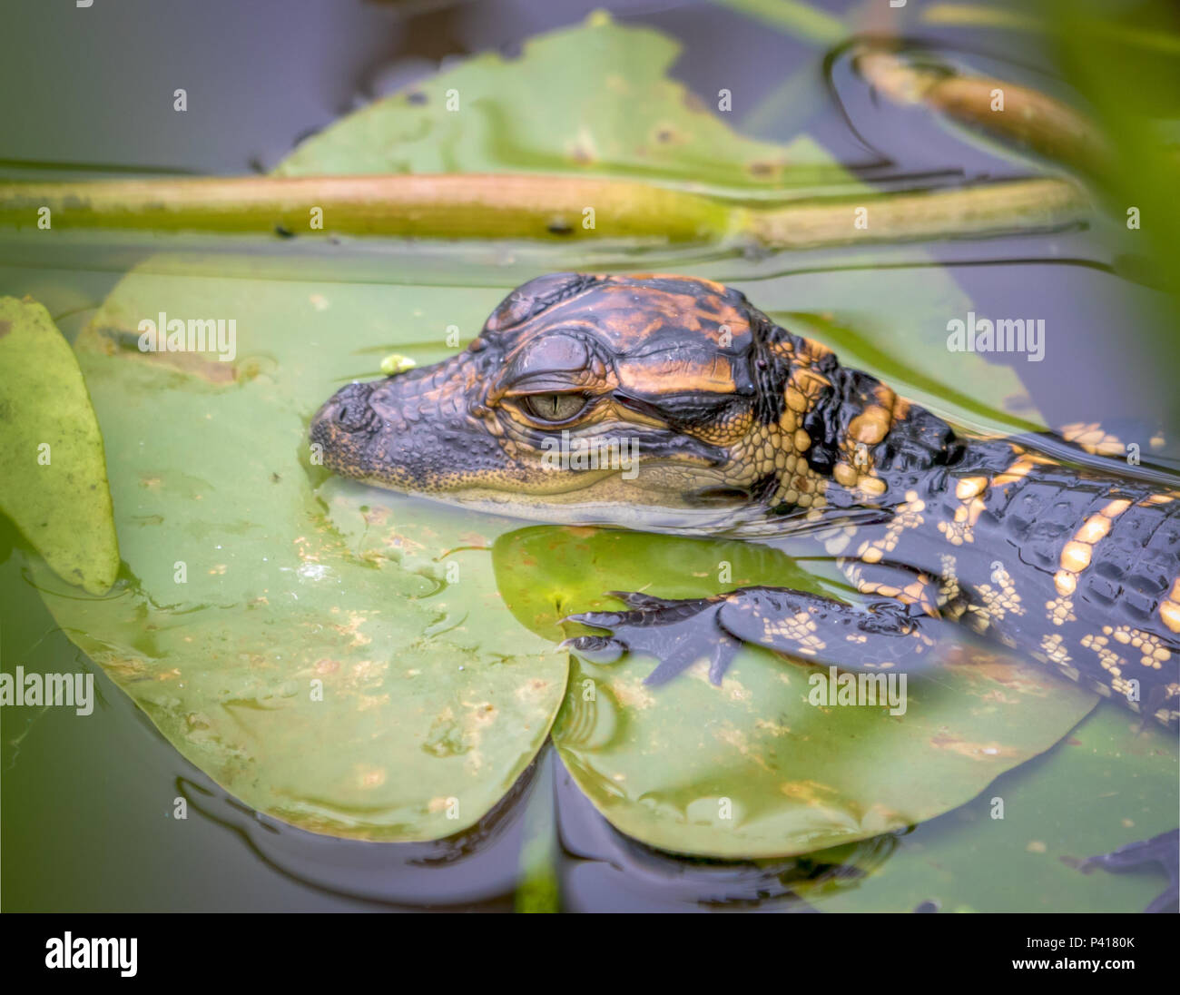 American Alligator Baby -(Alligator mississippiensis) lying on a lily pad in a swamp in the everglades in Florida. Stock Photo