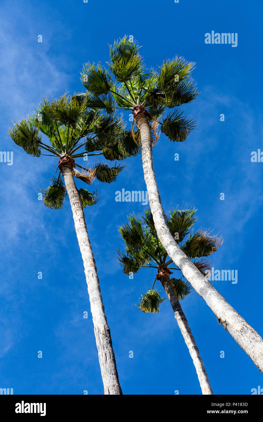 Arecales Palm tree fronds against a blue sky. Stock Photo