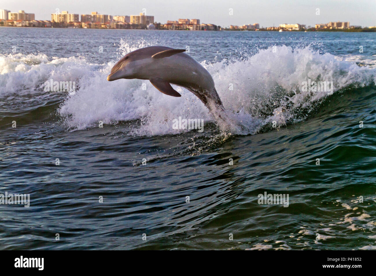 A bottlenose dolphin playfully leaps from the turbulent waters in the ...