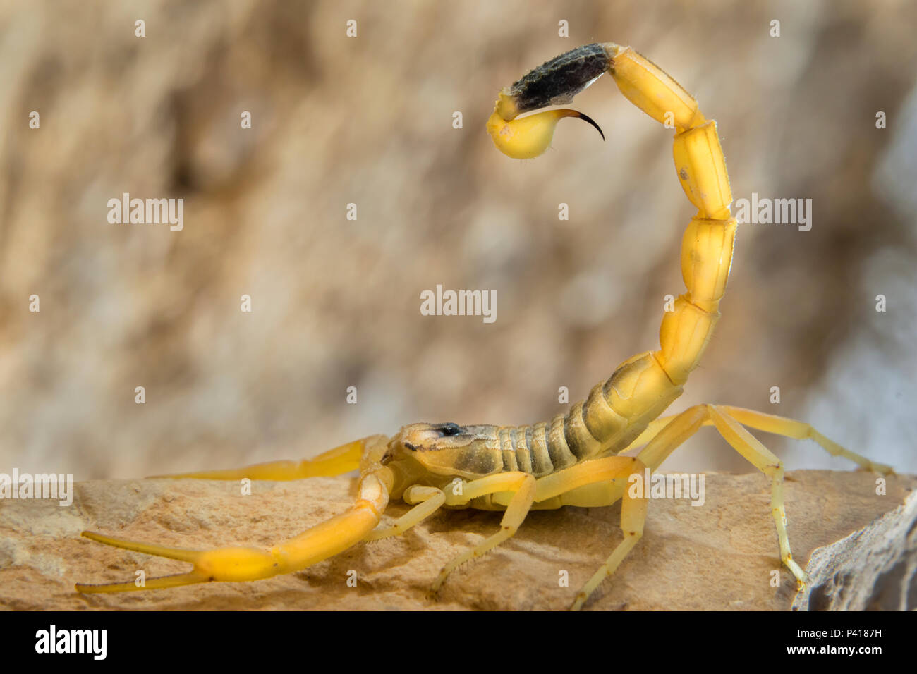Deathstalker scorpion, or Israeli yellow scorpion (Leiurus quinquestriatus) in defensive posture, Negev Desert, Israel. Stock Photo