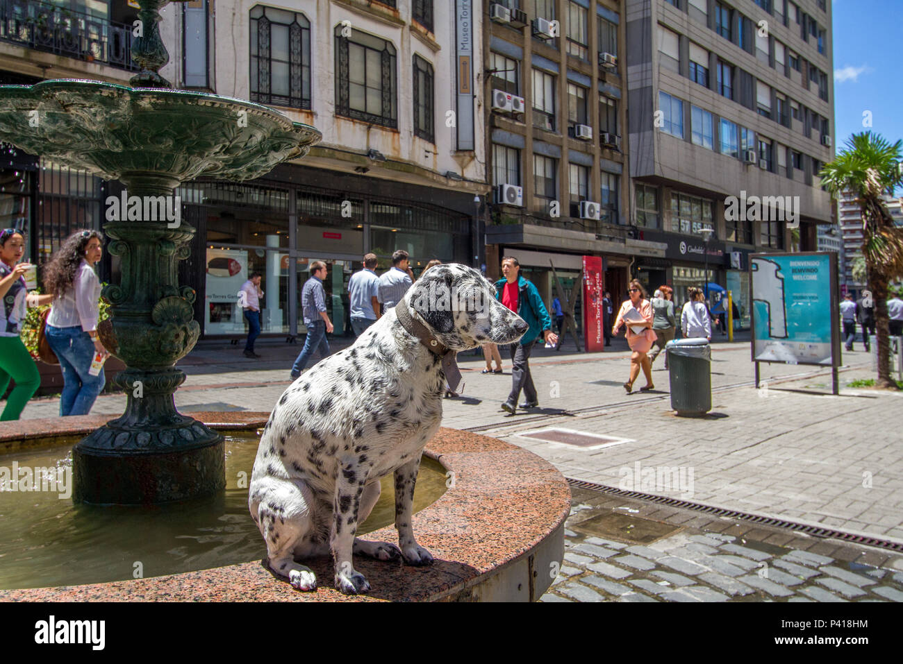 Montevideu Uruguai Cachorro Cachorro Dalmata Animal Domestico Avenida Sarandi Cidade Velha Ciudad Vieja De Montevideo Avenida 18 De Julio Porta De La Ciudadela Plaza Independencia Montevideo Montevideu Uruguai Uruguay America Do