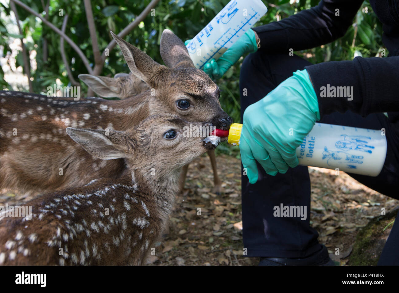 Mule Deer (Odocoileus hemionus) conservationist, Diane Nicholas, bottle ...