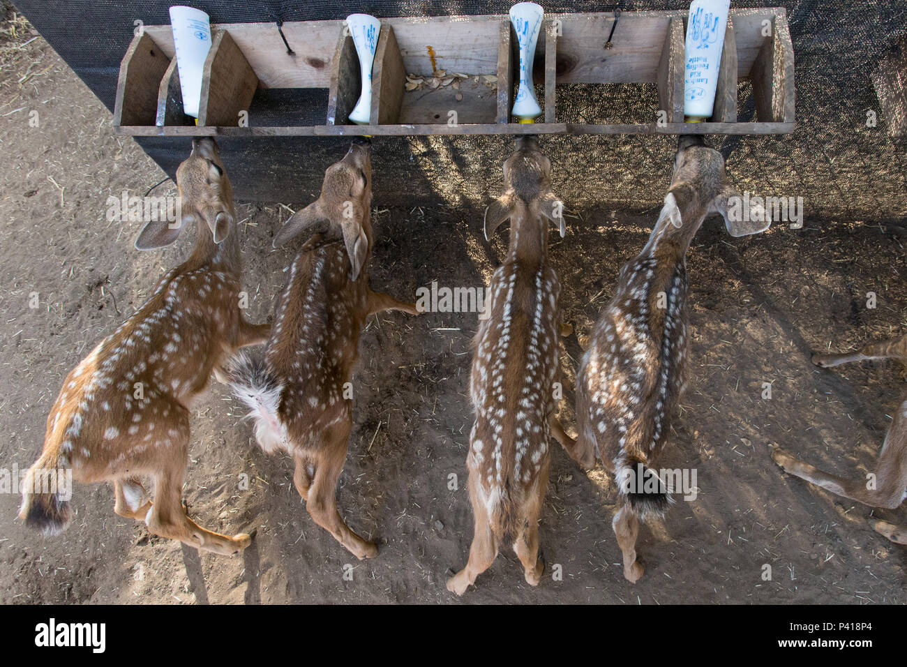 Mule Deer (Odocoileus hemionus) six week old orphaned fawns bottle ...