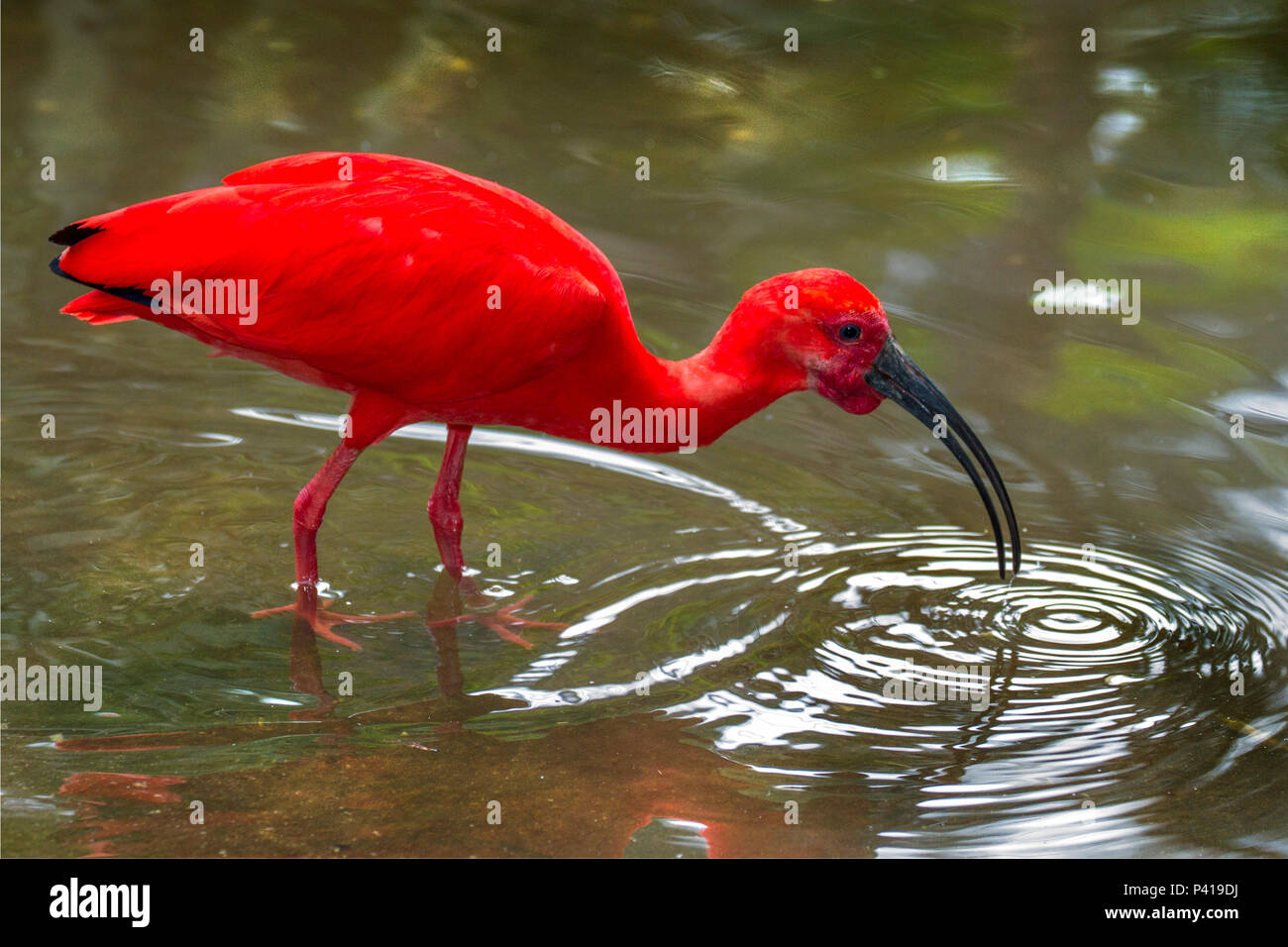 Guará pitanga hi-res stock photography and images - Alamy