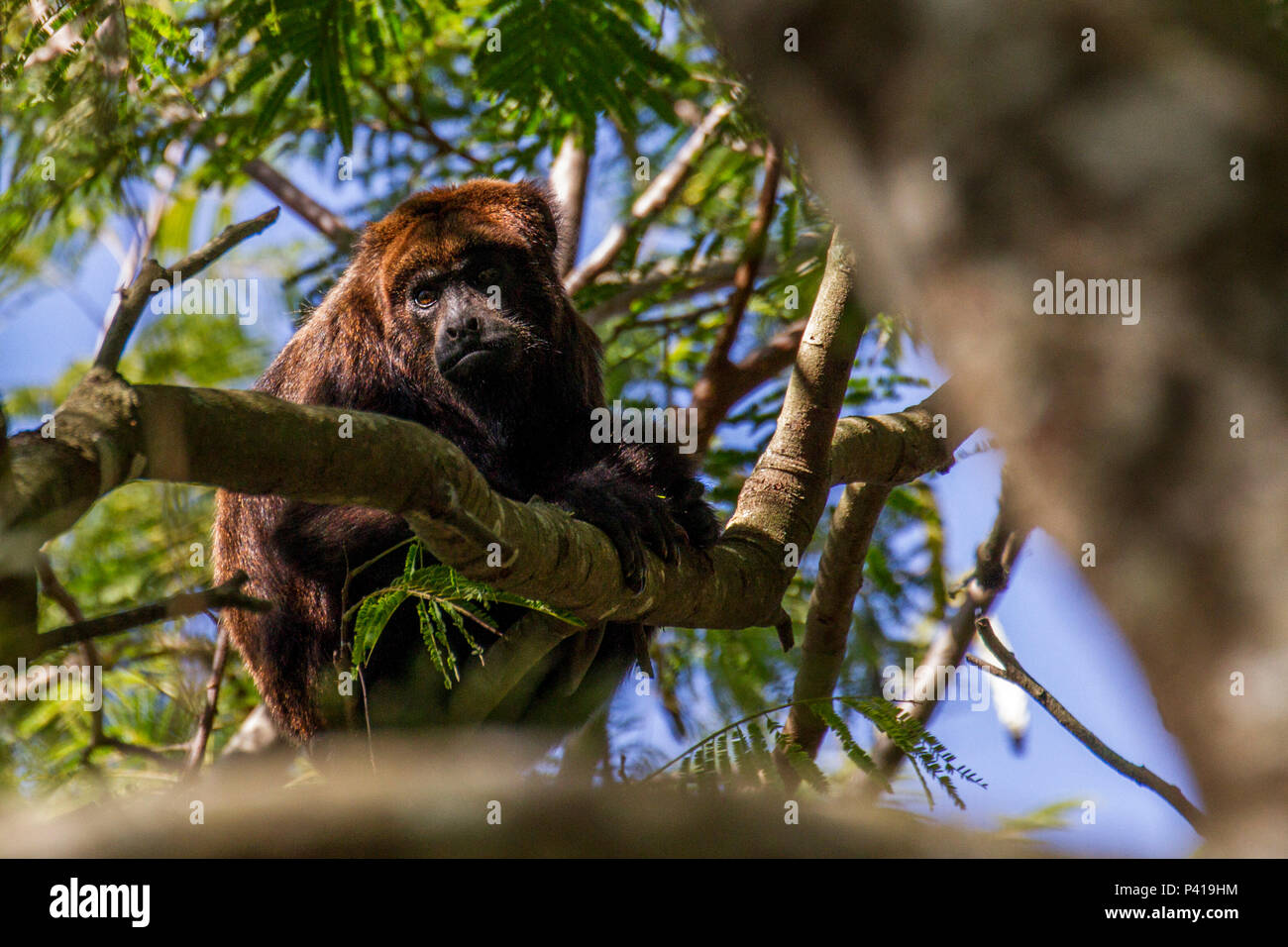 Macaco bugio hi-res stock photography and images - Alamy