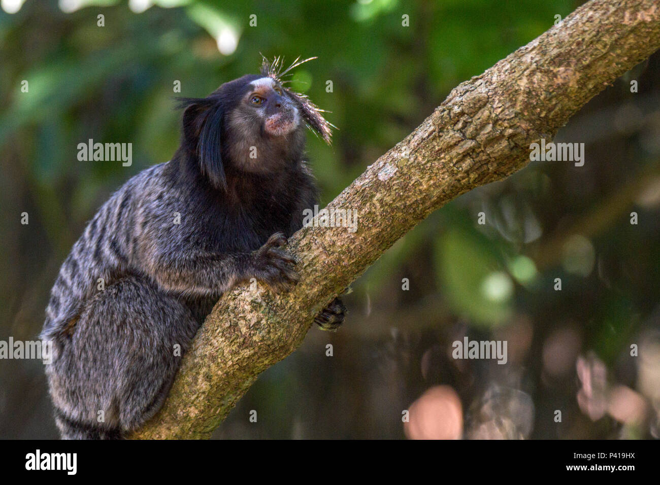 Macaco do sagui de Mico foto de stock. Imagem de pequeno - 27630008