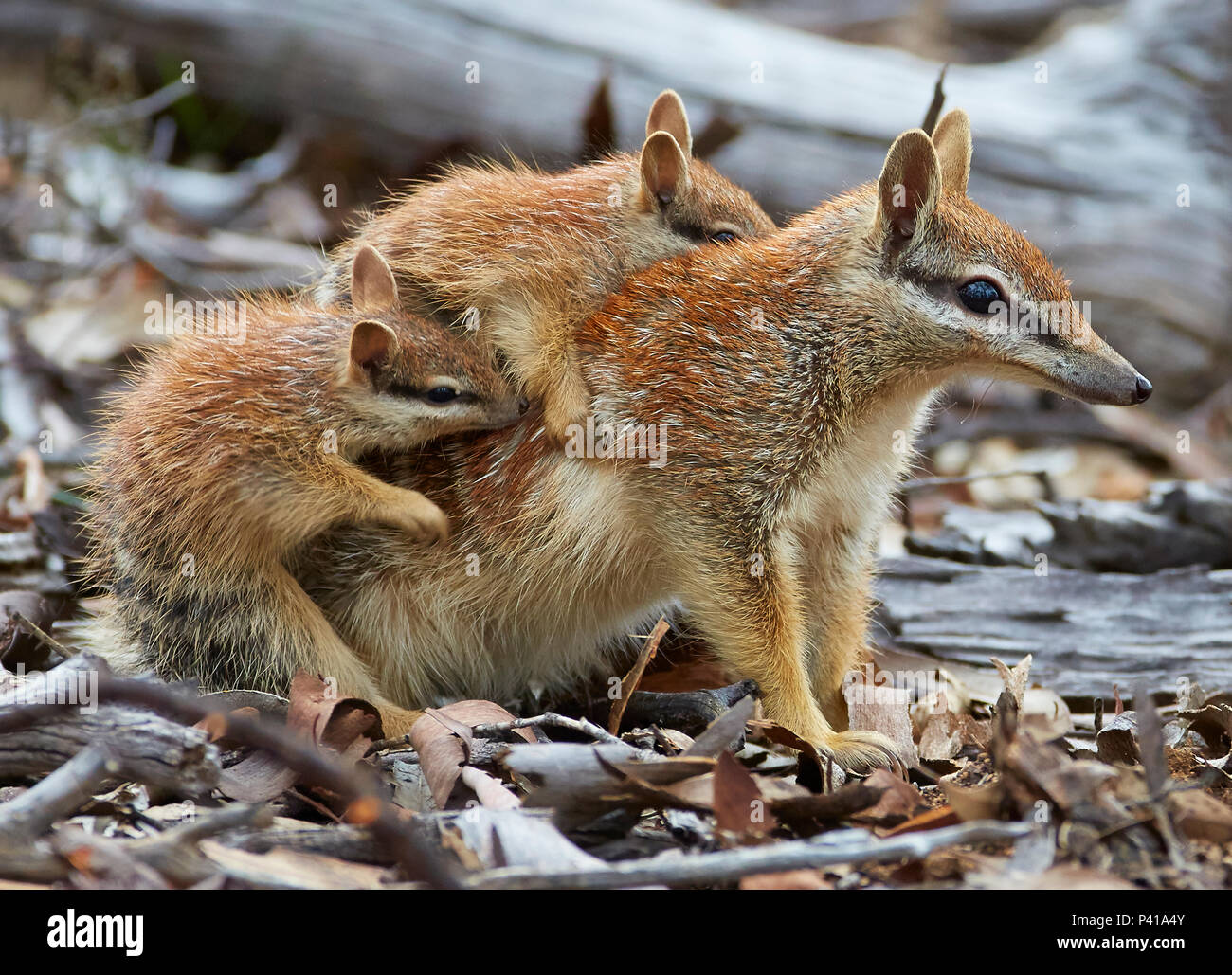 Baby Numbat Baby Numbat