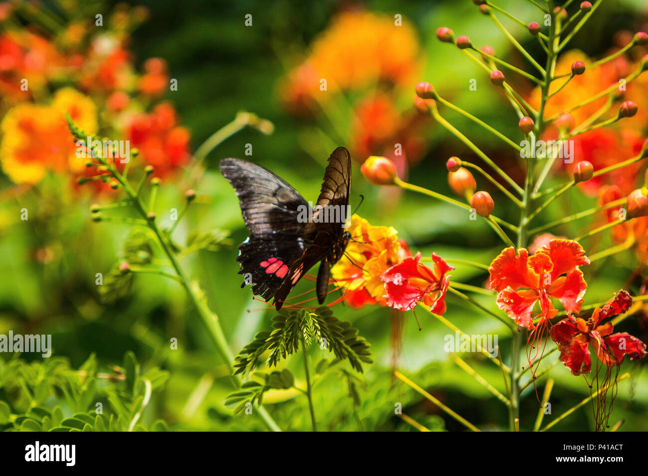 Borboletas buscando néctar nas flores e fazendo polinização. Na foto borboleta preta e rosa. Stock Photo