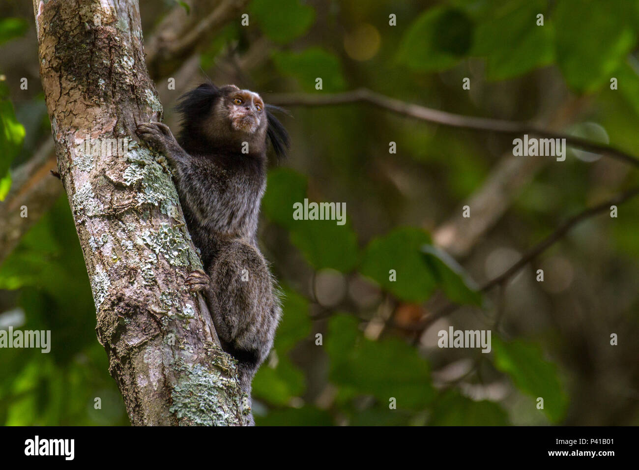 Macaco Sagui Na Floresta Tropical Do Rio De Janeiro Foto de Stock - Imagem  de habitat, exterior: 255482272