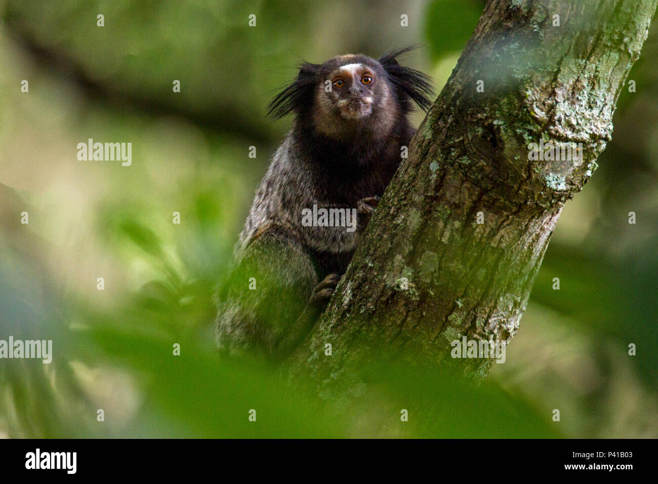 Macaco De Sagui Ou De Sagui Imagem de Stock - Imagem de brasil,  naturalizado: 146655377