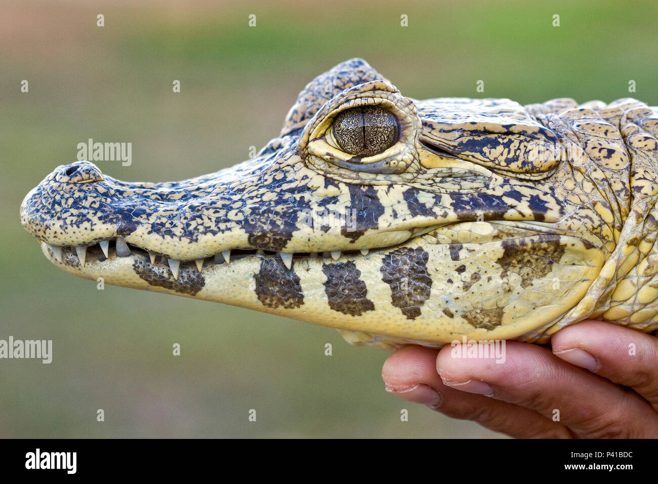 Jacaré; Jacaré Caiman; animal; Fauna; Natureza; Pantanal; Aquidauana; Mato Grosso do Sul; Brasil Stock Photo - Alamy Jacaré; Jacaré Caiman; animal; Fauna; Natureza; Pantanal; Aquidauana; Mato Grosso do Sul; Brasil Stock Photo - Alamy