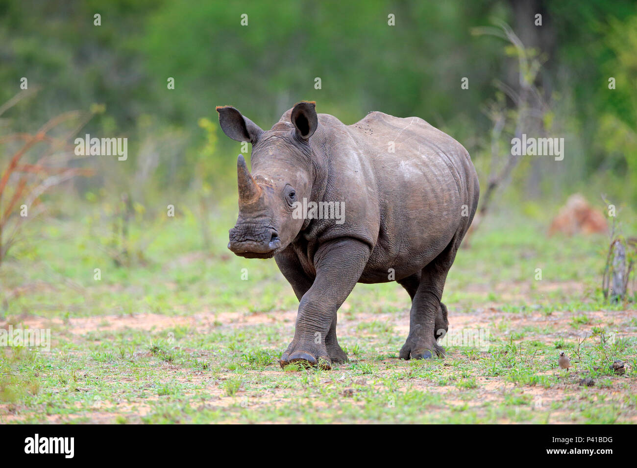 White Rhinoceros (Ceratotherium simum) calf, Kruger National Park, South Africa Stock Photo