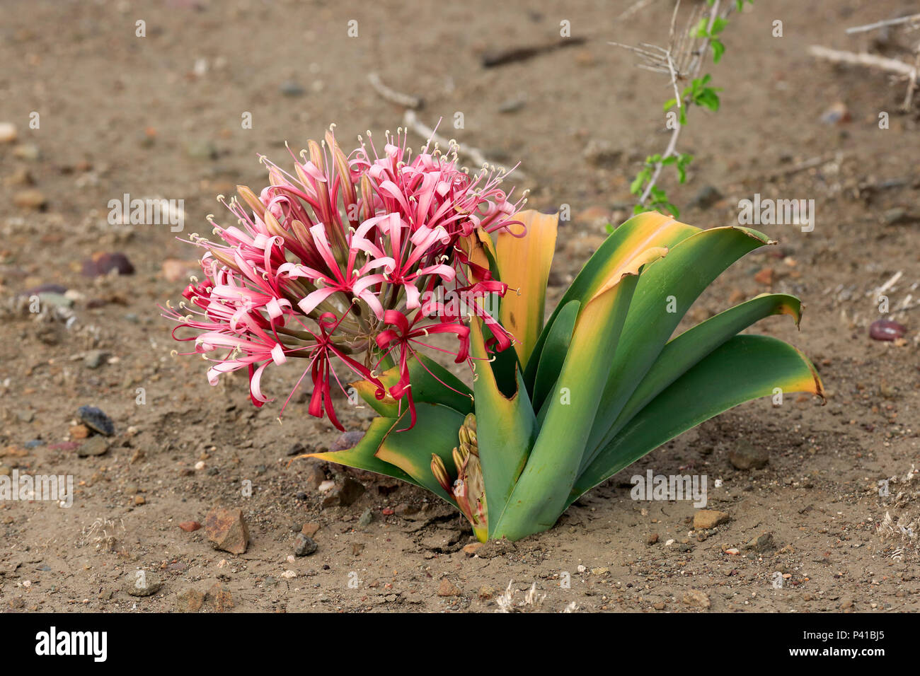 Sand Lily (Crinum buphanoides) blooming, Kruger National Park, South Africa Stock Photo