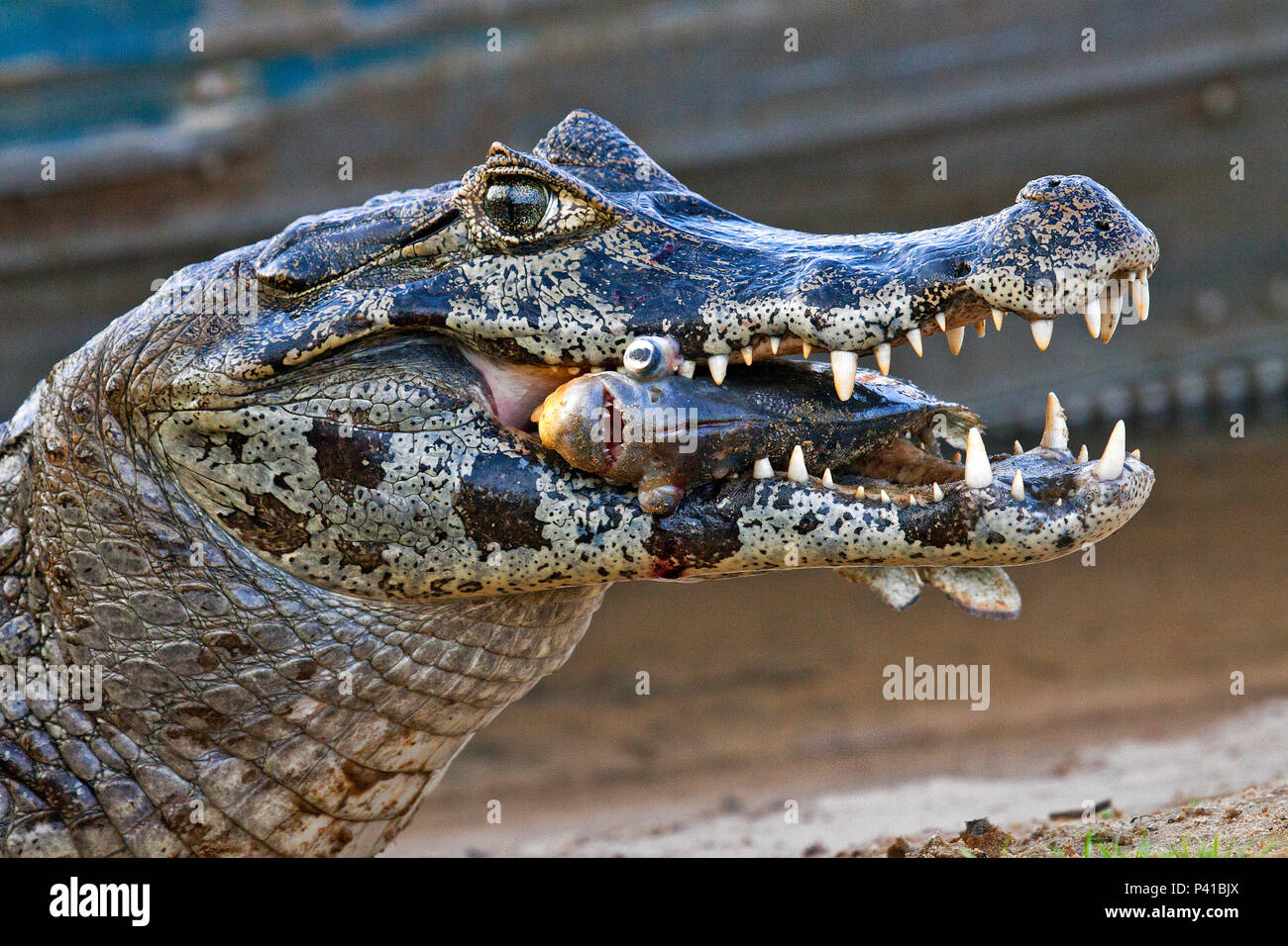 Jacare caiman comendo piranha hi-res stock photography and images - Alamy