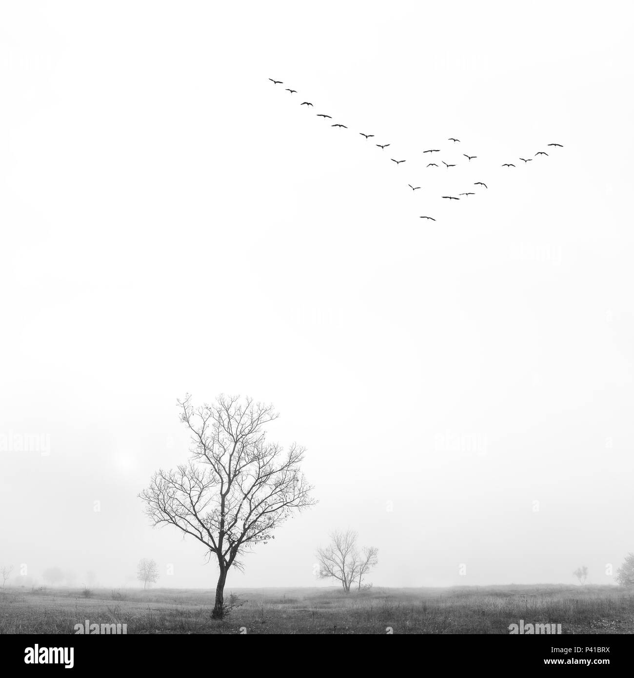 Black & white landscape with lonely tree in fog and flying birds in sky ...