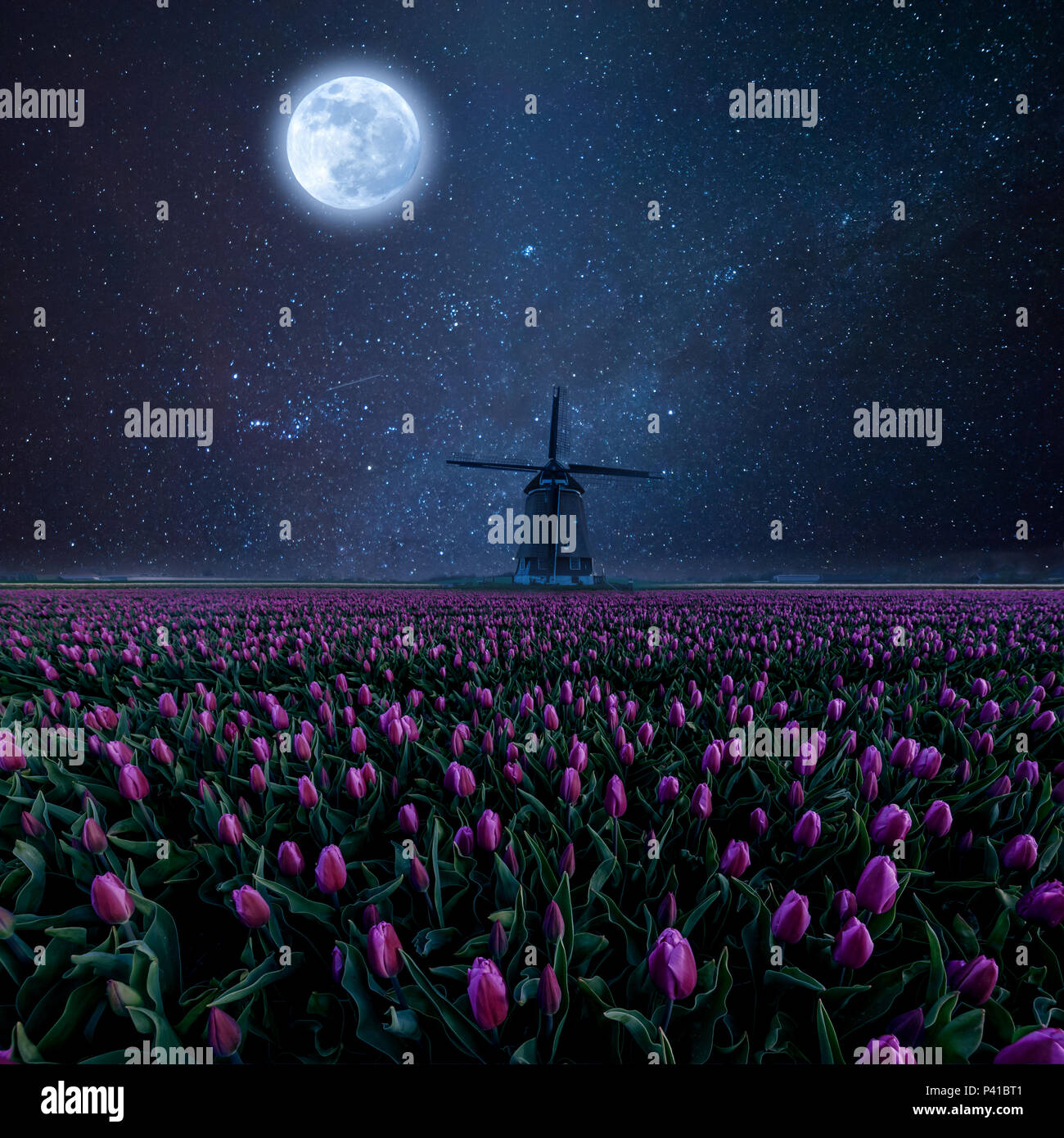 Night field of tulips and windmill. Landscape with stars, moon and flowers Stock Photo