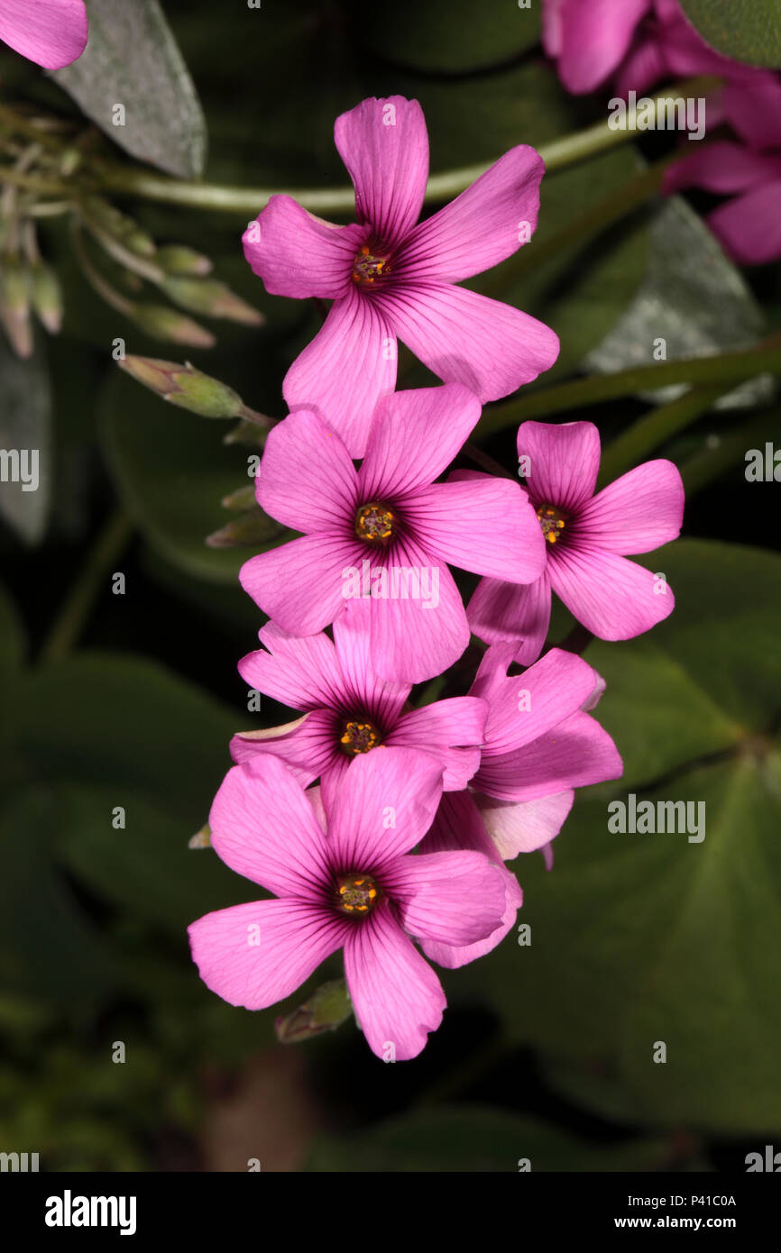 Close up of Red-eyed Sorrel - Oxalis callosa - Family Oxalidaceae Stock Photo