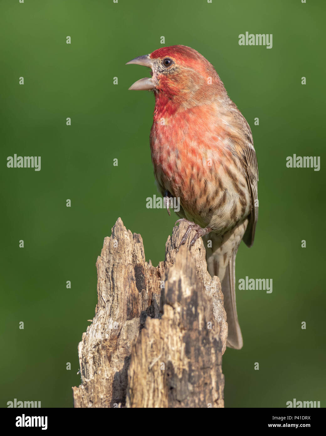 House finch with mouth open Stock Photo Alamy