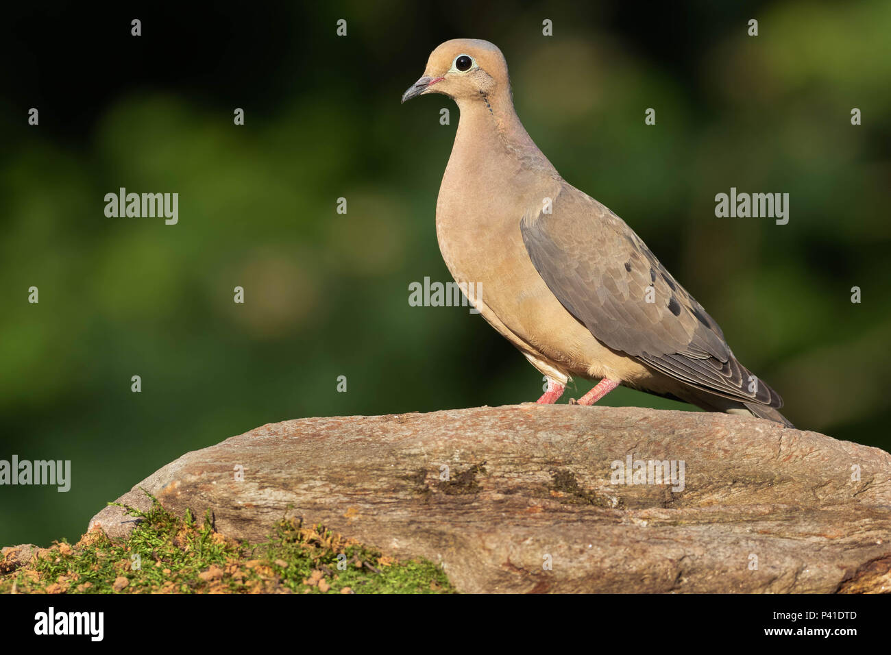 Dove hunt hires stock photography and images Alamy